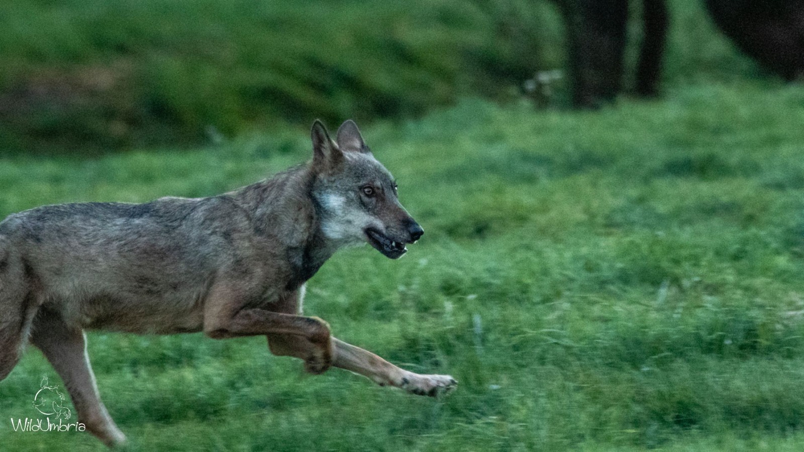 Corso di formazione: rilevamento e gestione dei danni da grandi carnivori.